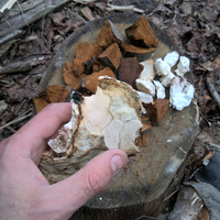Трут, кресало, bushcraft, бушкрафт, трутовики, клюкарза, вирізання лож