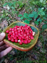 бушкрафт, гадюка, збиральництво, магнолія, збір ягід, Грибництво, лісо