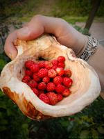 Ловля щуки, похід вихідного дня, рибалка, кукса, Чага, лісова суниця,