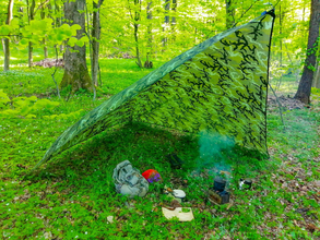 осмол, кукса, пагони ялини, збиральництво, весняний ліс, лісовий чай,