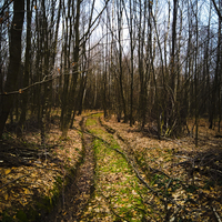 бушкрафт, похід вихідного дня, березова кора, берест, рукоділля, плеті