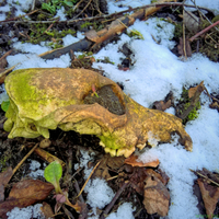 лісова кухня, ложкоріз, вироби з дерева, бушкрафт, вудкрафт, похід вих