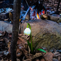 Трут, кресало, bushcraft, бушкрафт, трутовики, клюкарза, вирізання лож