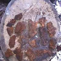 Трут, кресало, bushcraft, бушкрафт, трутовики, клюкарза, вирізання лож