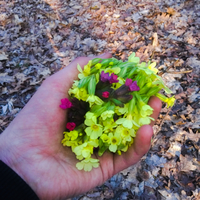 бушкрафт, похід вихідного дня, розведення вогню, лісова кухня, огниво,