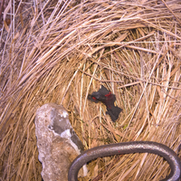 Трут, кресало, bushcraft, бушкрафт, трутовики, клюкарза, вирізання лож