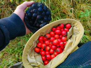 ожина, похід вихідного дня, ягоди, калина, терен, природа, збиральницт